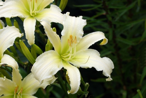 A very beautiful and heavenly angel daylily flower