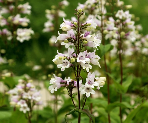 white beardtongue flower with a hint of purple