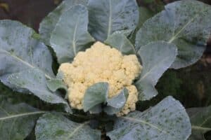 white cauliflower in the garden