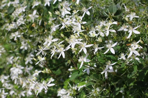 white clematis flowers blooming in the garden