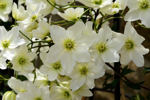 A very healthy and blooming white clematis plant