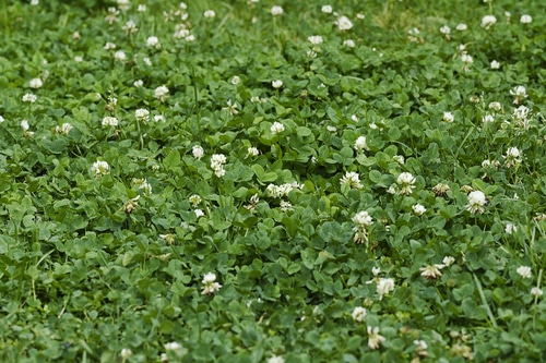 white clover white clover flowers blooms in field
