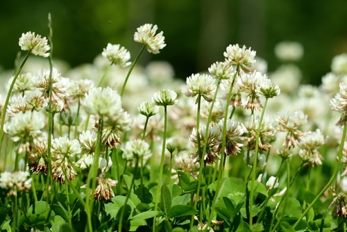 white clover field full of white clover flowers