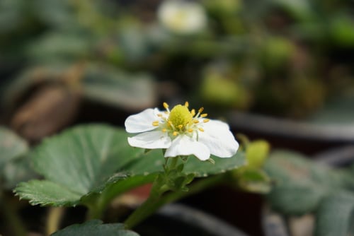 white and yellow flowers of a strawberry plant