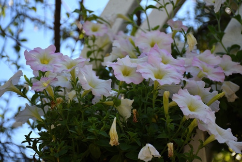 white flower white with yellow color of petunias flower