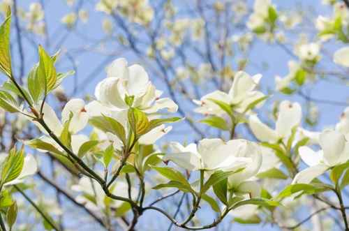 blooming white dogwood flower