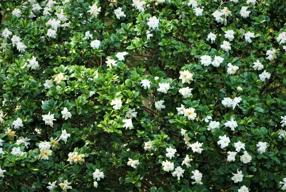 beautiful white flowers blooming in tree green leaves
