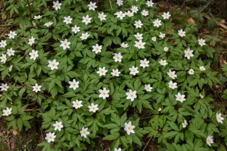 7 Native Flowers that Grow in Wisconsin