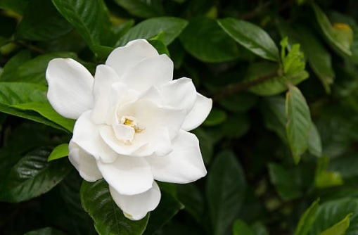A beautiful white flower that looks healthy and beautiful