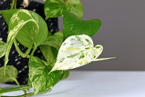 A very healthy looking white leaf of a pothos plant