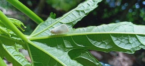 white leafhopper white leafhopper sitting on back of the leaf