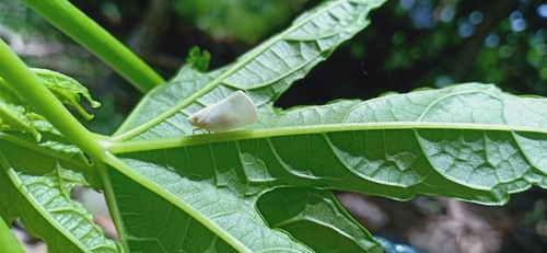 white leafhopper sitting on green leaf