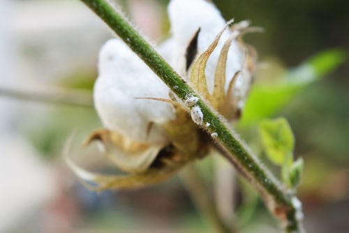 two tiny mealybugs on cotton plant