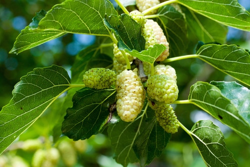 white mulberry in the garden