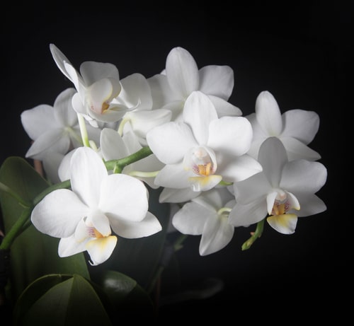 very beautiful pure white orchid