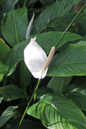 white clevelandii peace lily plant