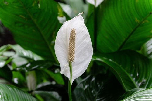 Beautiful and blooming white peace lily flower