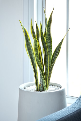 A tall snakeplant potted on a large white ceramic pot.
