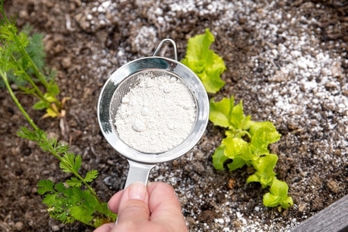 white powder sprinkler a man spreading white powder on the soil