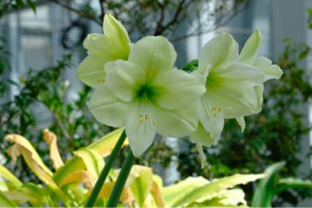 beautiful whitegreen amaryllis flower