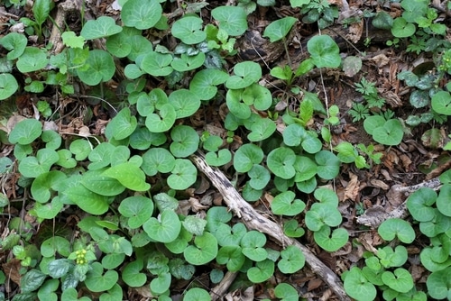 wild ginger wild ginger growing in the backyard