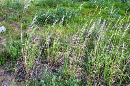 Wild grass growing abundantly in an open field