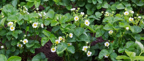 wild strawberries small white flowers blooms beautifully