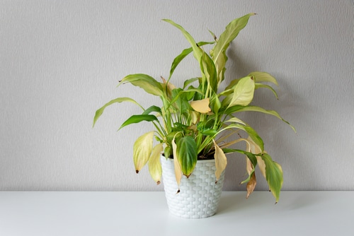 A wilting houseplants with many yellowing leaves