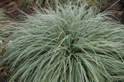 winter frost grass large bush of winter frost grass