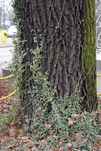 wintercreeper vines wintercreeper vines clinging into an old tree
