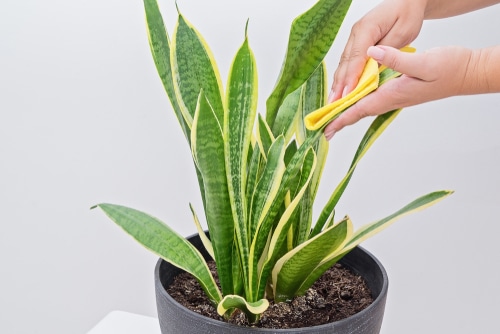 A person wiping the leaves of a snake plant