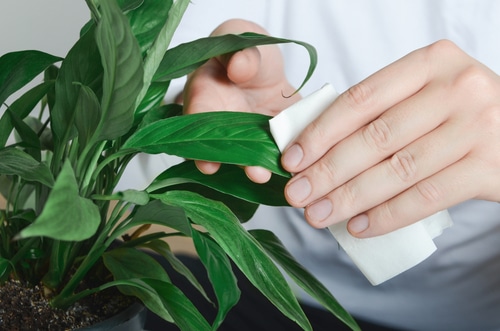 A person wiping the leaves of a plant with a clean white cloth