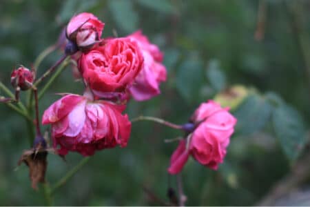 Wet and withering roses