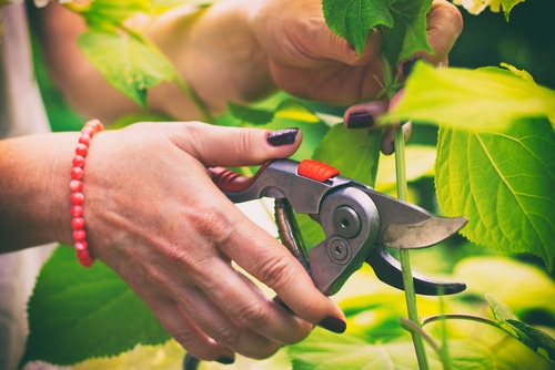 A woman cutting a plant stem using a plant cutter