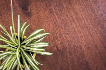 dar wooden floor and a houseplant