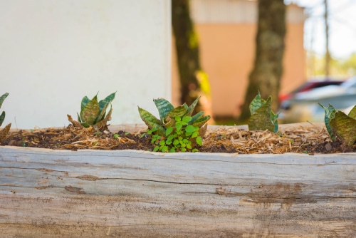 Wooden trough planter is a stylish idea for growing plants