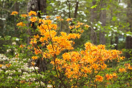 yellow azaleas plant growing in the forest