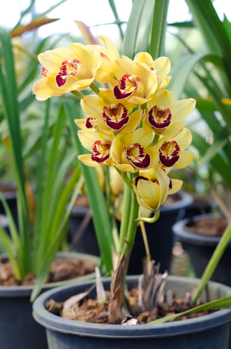 Blooming yellow boat orchids