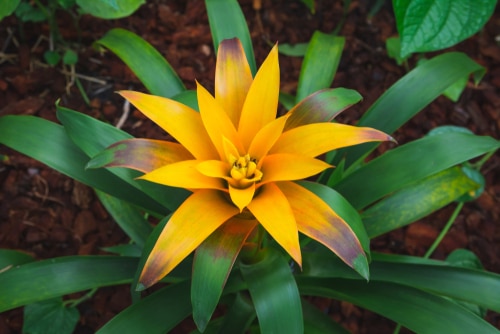 yellow bromeliad Yellow bromeliad full bloom