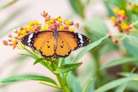 7 Plants to Attract Butterflies in Wisconsin