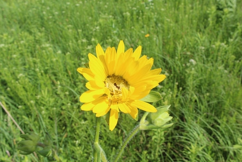 yellow compass plant blooming yellow compass plant
