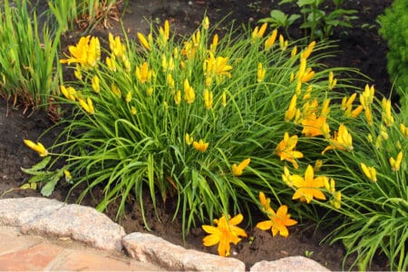 How to Divide Daylilies