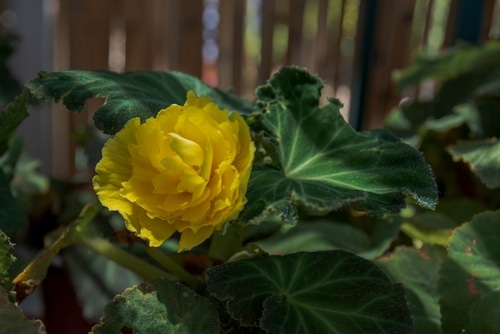 yellow flower a full bloom of yellow flower in the garden