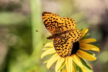 8 Plants to Attract Butterflies in Florida