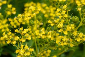 bunch of beautiful yellow flowers in garden