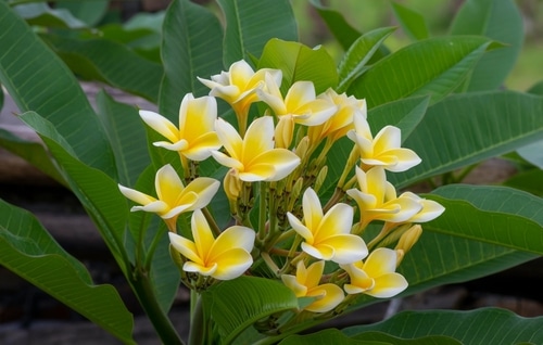 blooming yellow frangipani flowers