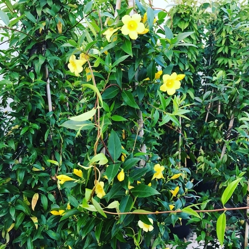 yellow carolina jessamine flower vine
