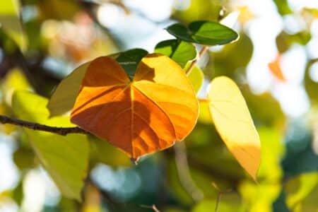 9 Reasons Your Hibiscus Leaves are Turning Yellow