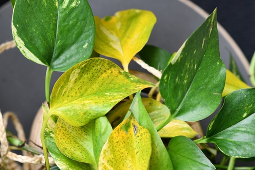 A plant with its leaves yellowing.
