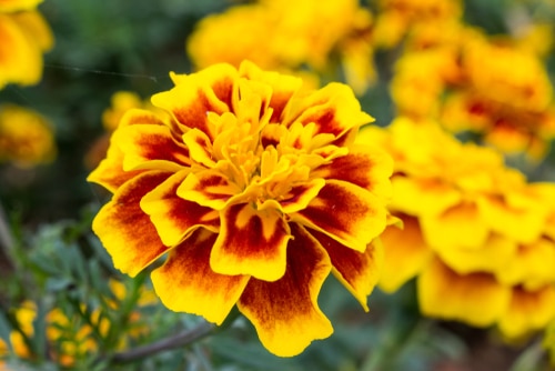 blooming yellow marigold flower